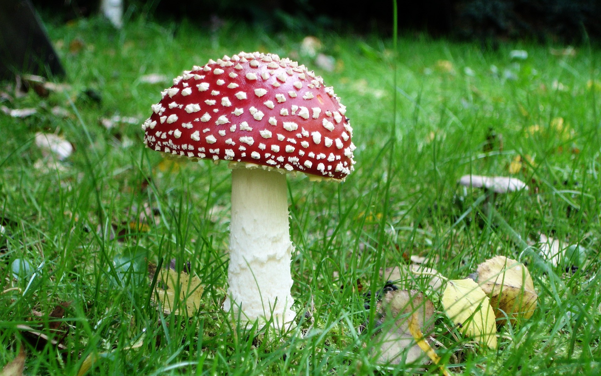 Plants Grass Mushroom Nature Fungus Fall Wild Outdoors - Hd Wallpapers Mushroom - HD Wallpaper 