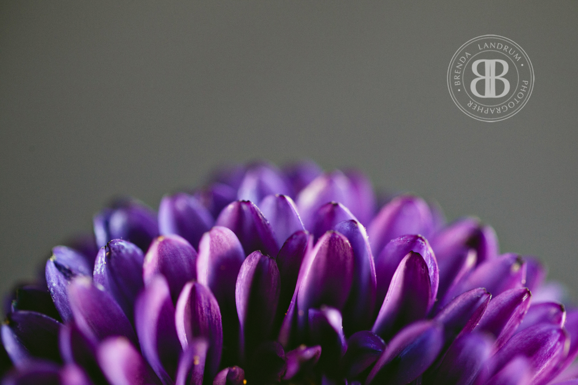 Beautiful Purple Floral Free Desktop Wallpaper Created - Purple April Desktop - HD Wallpaper 