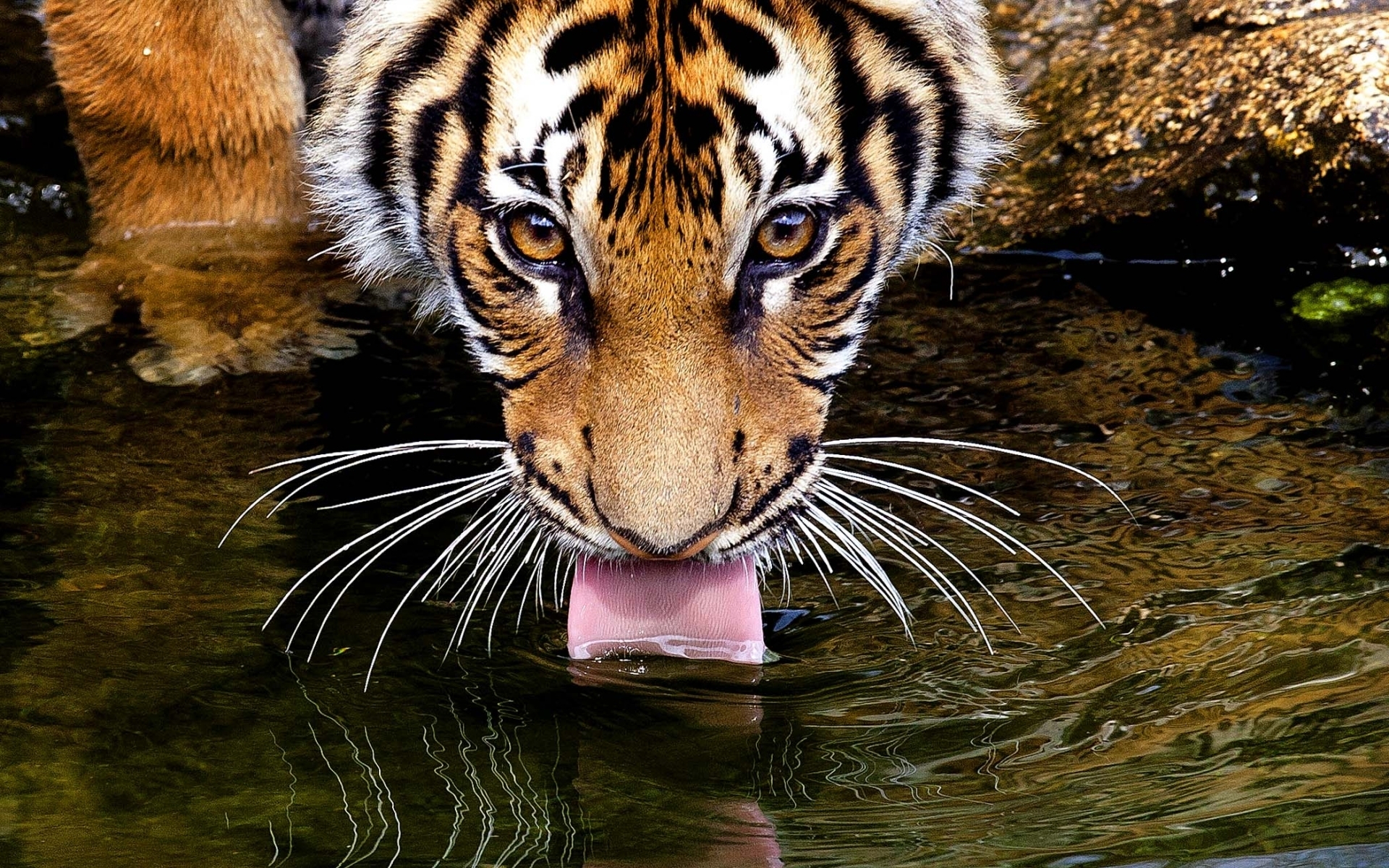 Do Animals Drink Water - 1920x1200 Wallpaper Do Animals Drink Water - 1920x1200 Wallpaper