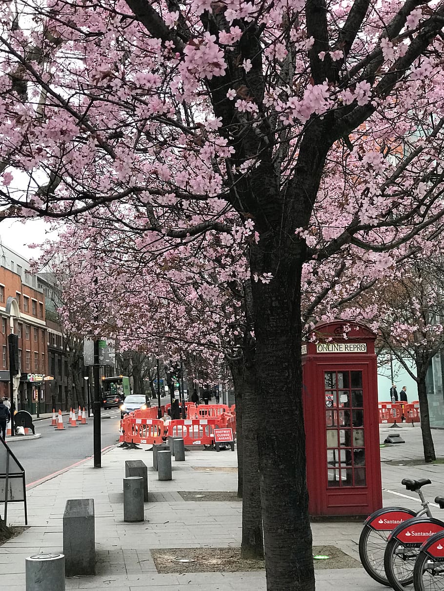 United Kingdom, London, Trees, Pay Phone, Cherry Blossoms, - London Spring Wallpaper Phone - HD Wallpaper 