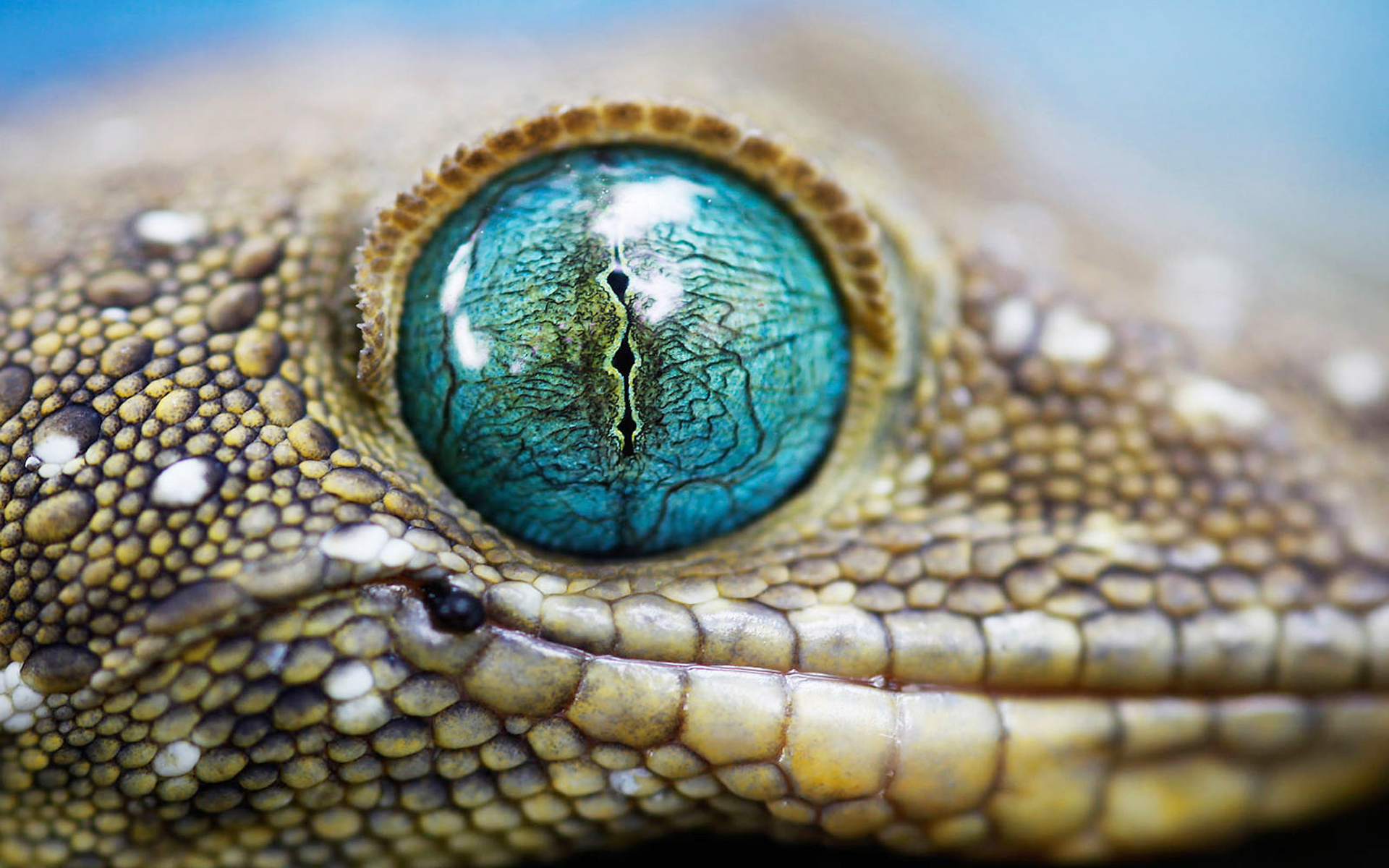 Hd Animal Wallpapers For Desktop Free Download - Lizard Eye - HD Wallpaper 