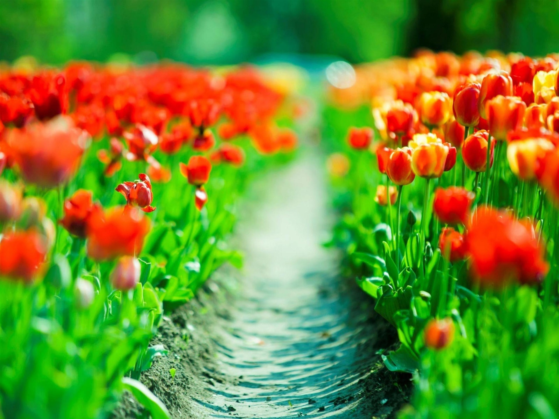 Free Download Pictures Of Spring Image Transparent - Beautiful Background Hd Images Download - HD Wallpaper 