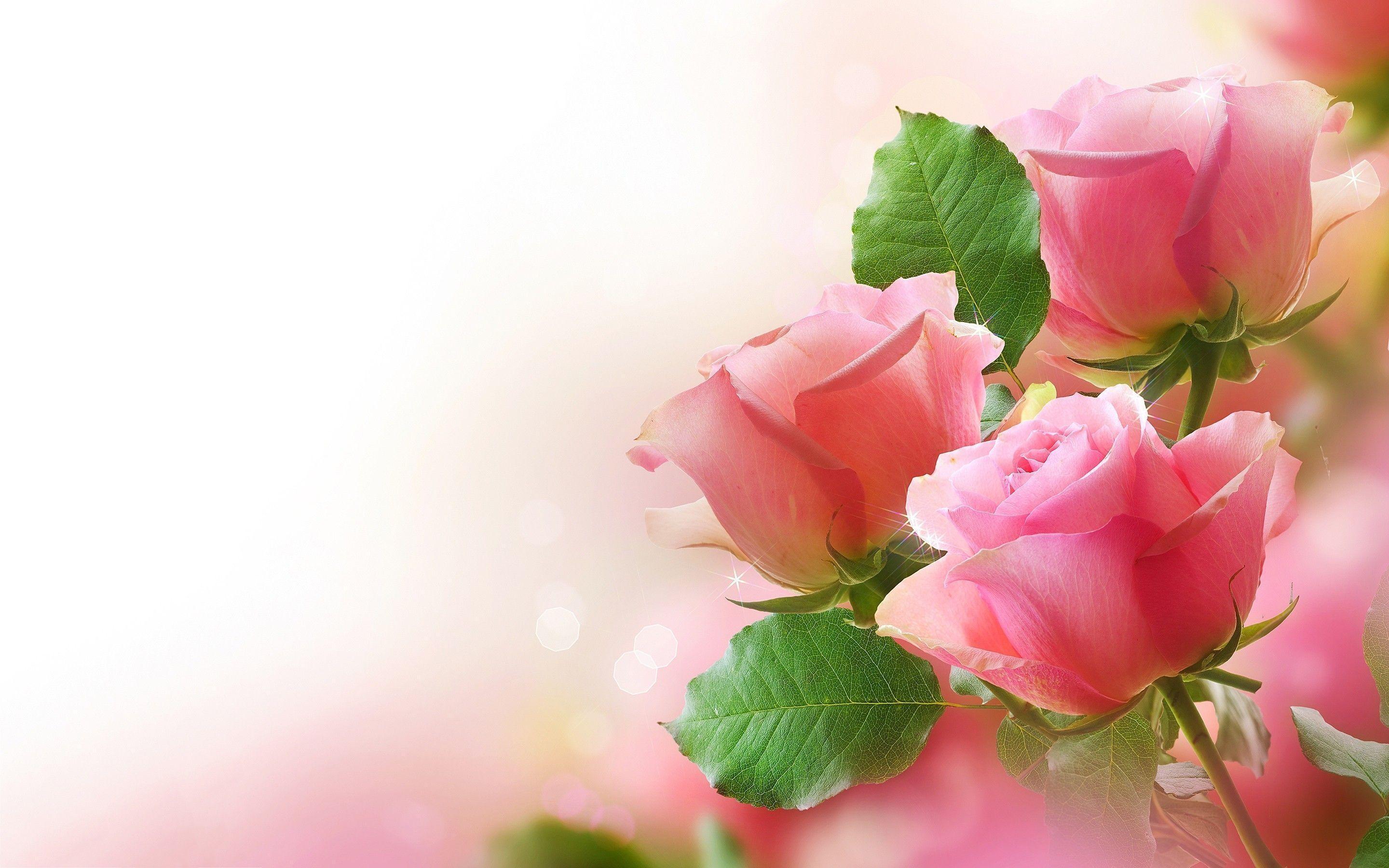 Full Size Wallpaper - Pink Rose Background Hd - HD Wallpaper 