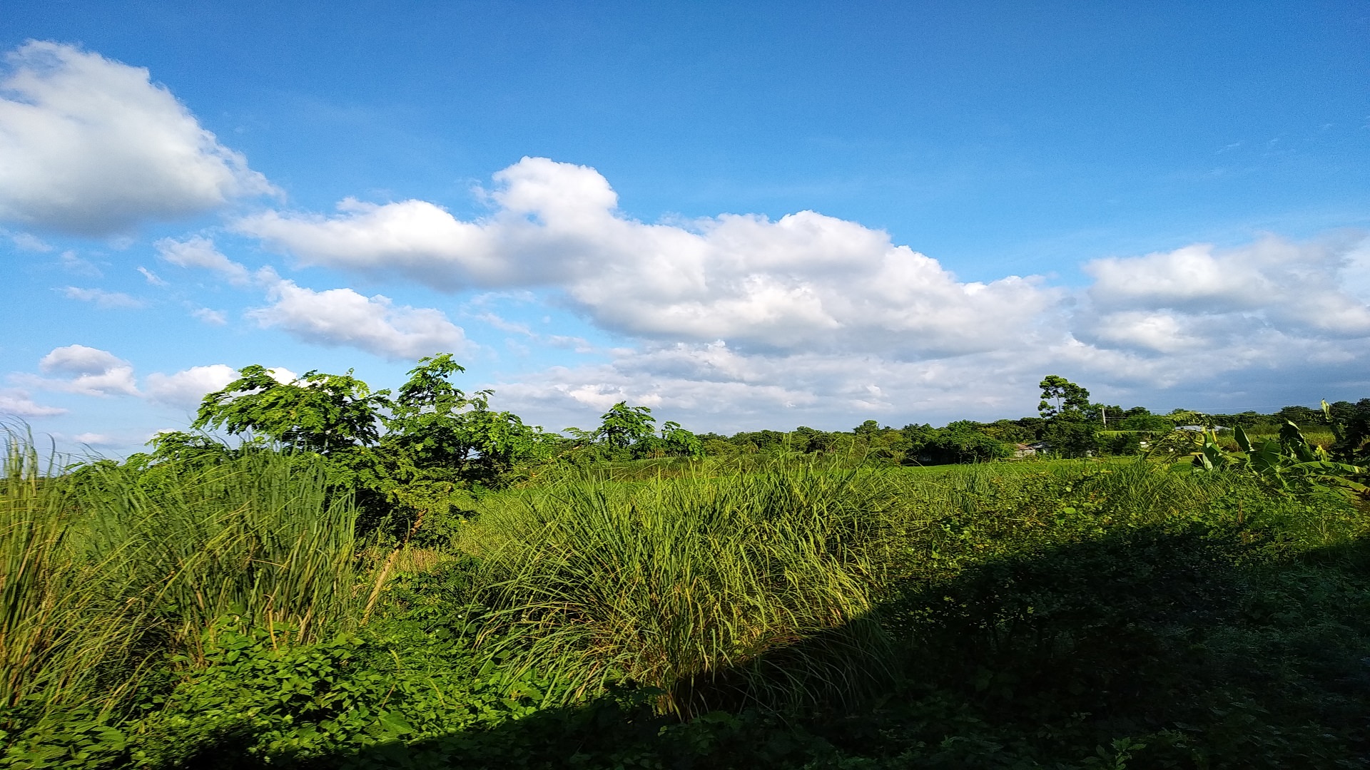 Field - HD Wallpaper 