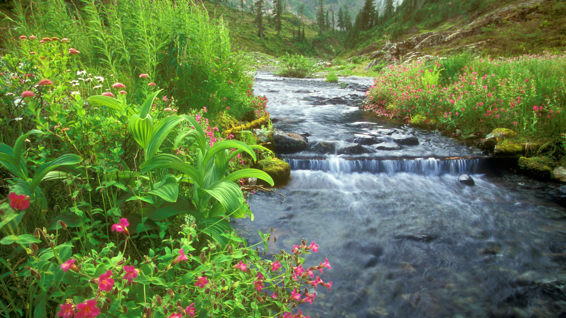 พา บ ทํา มะ ชาด - HD Wallpaper 