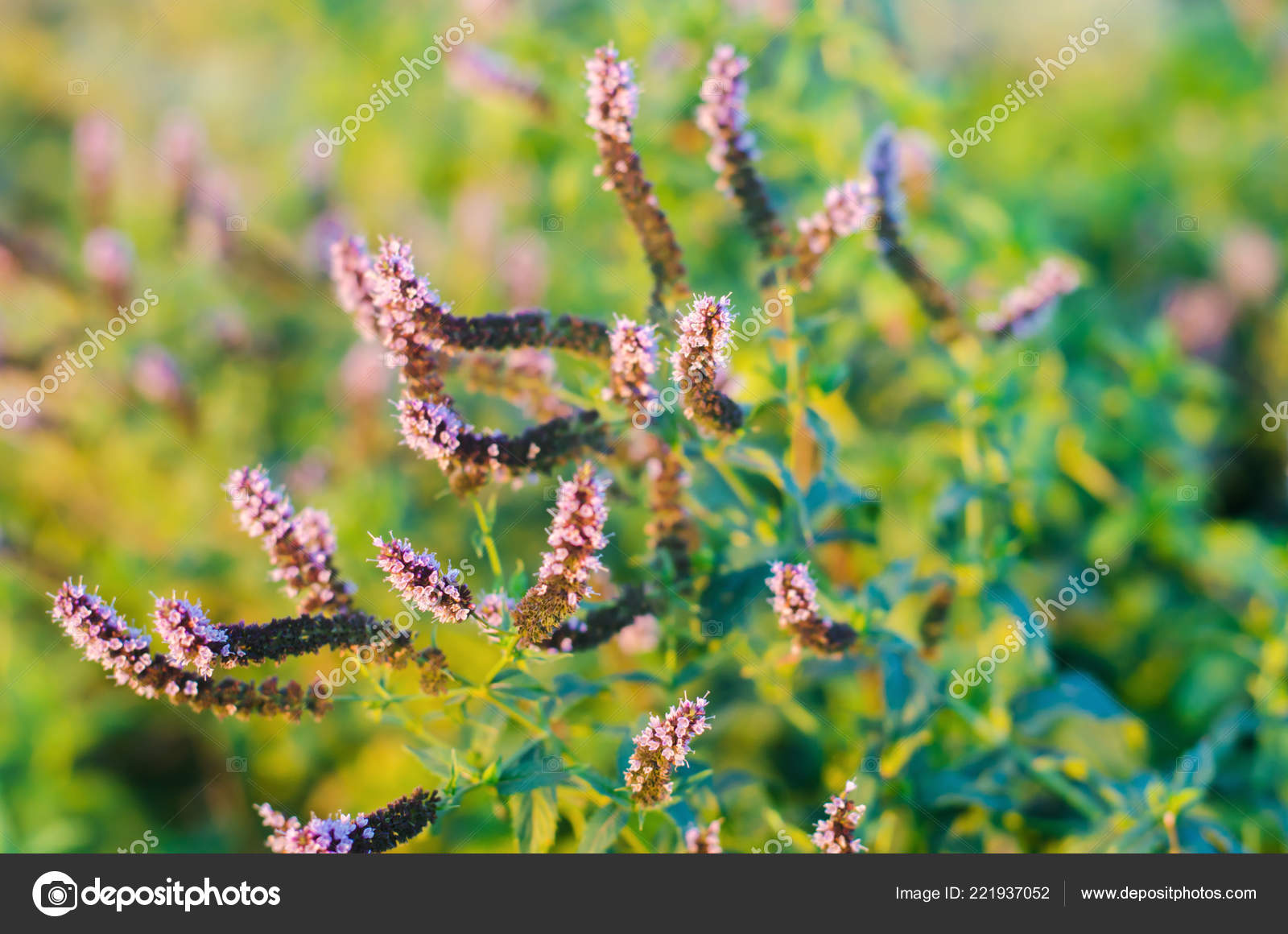 Fumaria - HD Wallpaper 