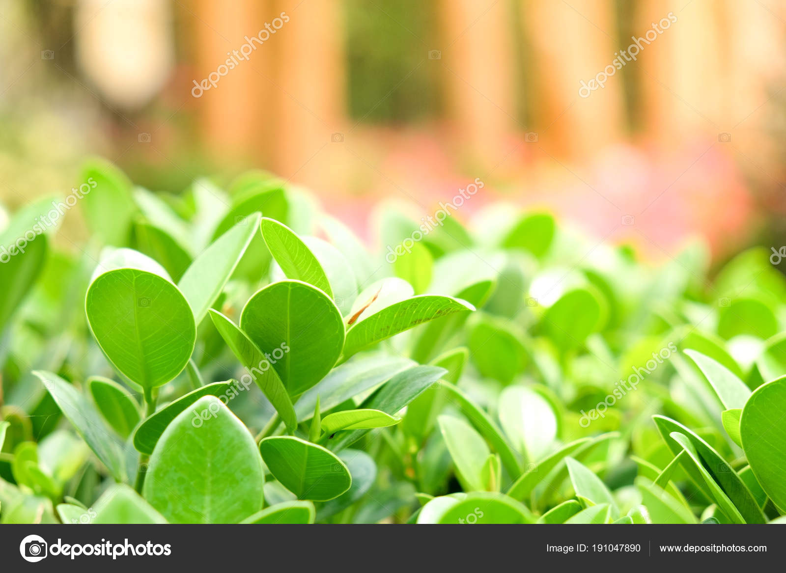 Sunlight - HD Wallpaper 