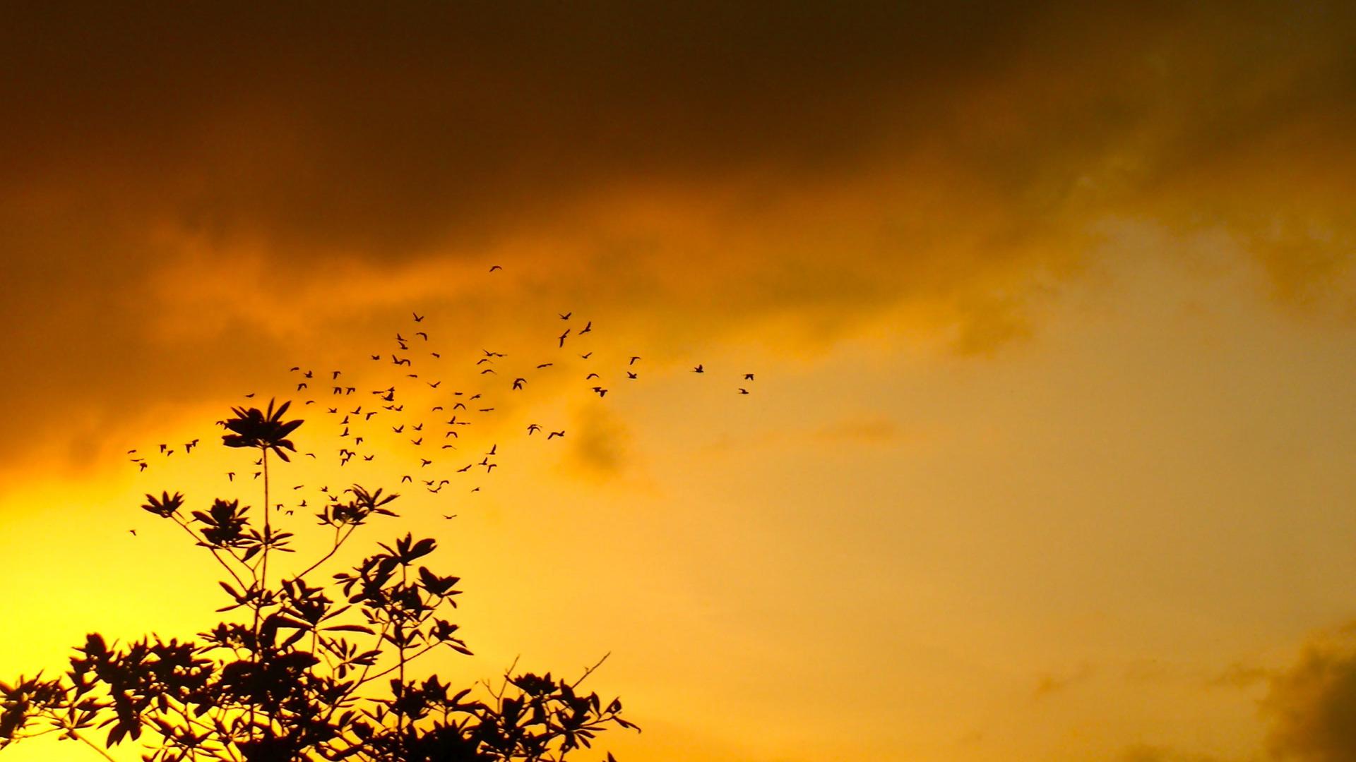 Nature With Birds Background - HD Wallpaper 