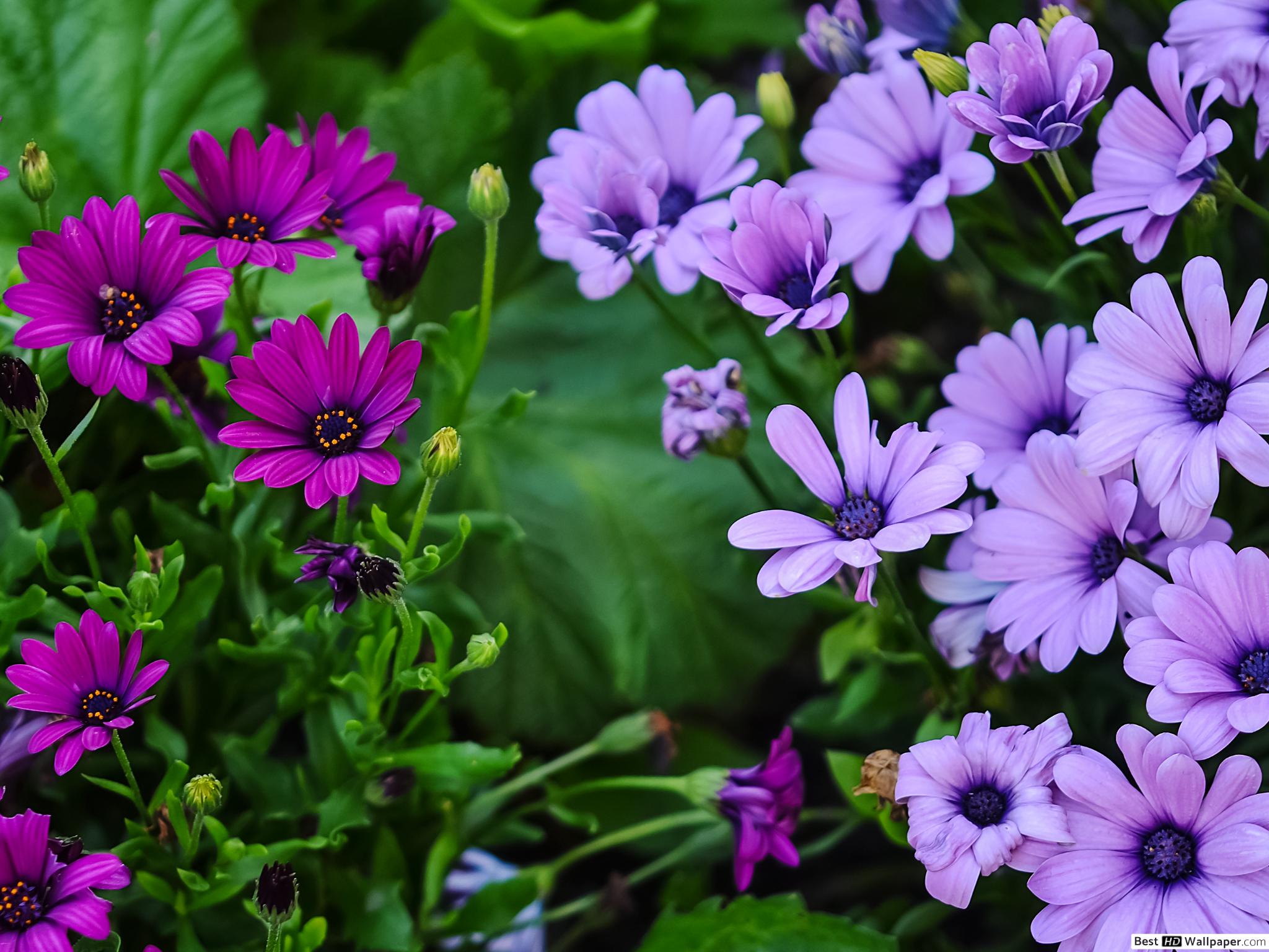 Light Purplr Daisy Flower - HD Wallpaper 