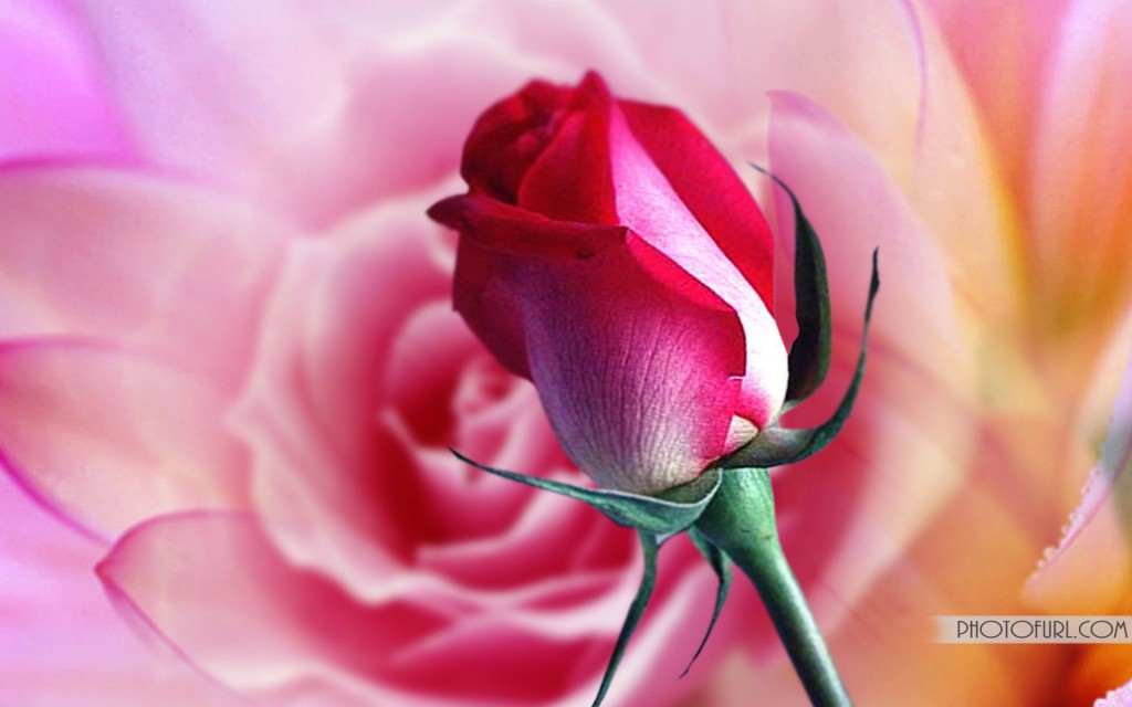 Download Free Flowers Pictures Clipart Free Library - Latest Flower Wallpapers Free Download - 1024x640 Wallpaper Download Free Flowers Pictures Clipart Free Library - Latest Flower Wallpapers Free Download - 1024x640 Wallpaper