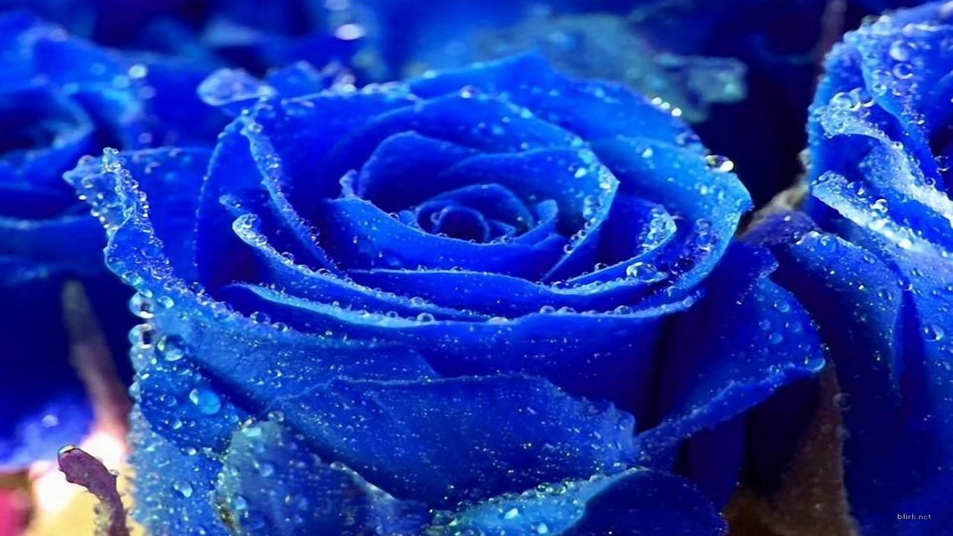 Wonderful Free Beautiful Wallpaper Download Te
download - Royal Blue Beautiful Blue Flower - HD Wallpaper 