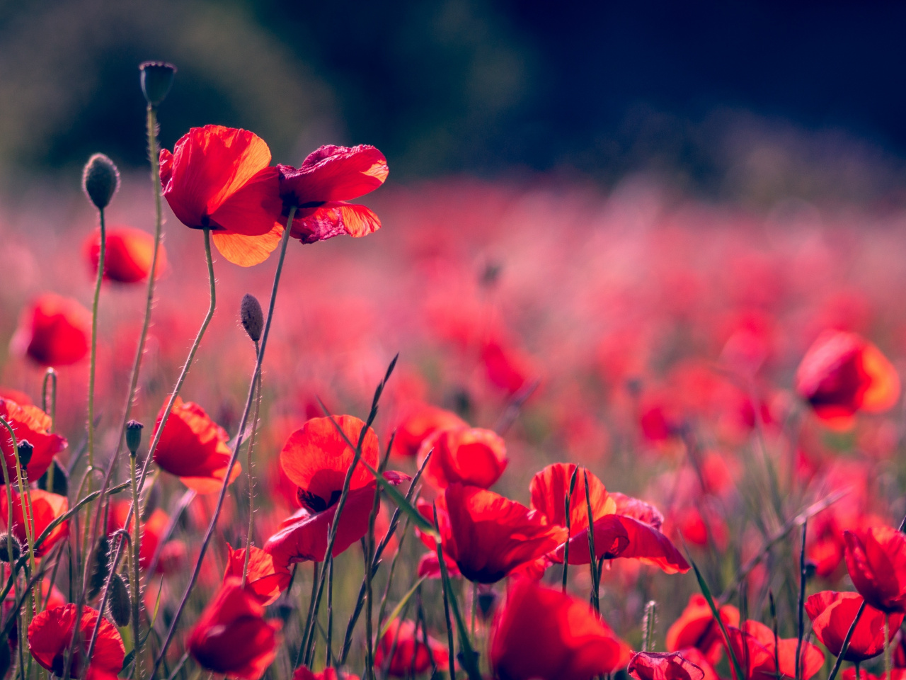 Portrait, Blur, Poppy Field, Meadow, Wallpaper - HD Wallpaper 