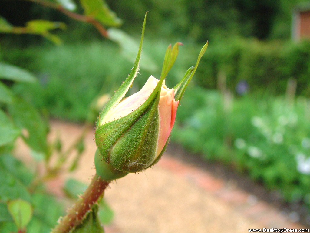 Light Orange Rose Bud - Bud - HD Wallpaper 