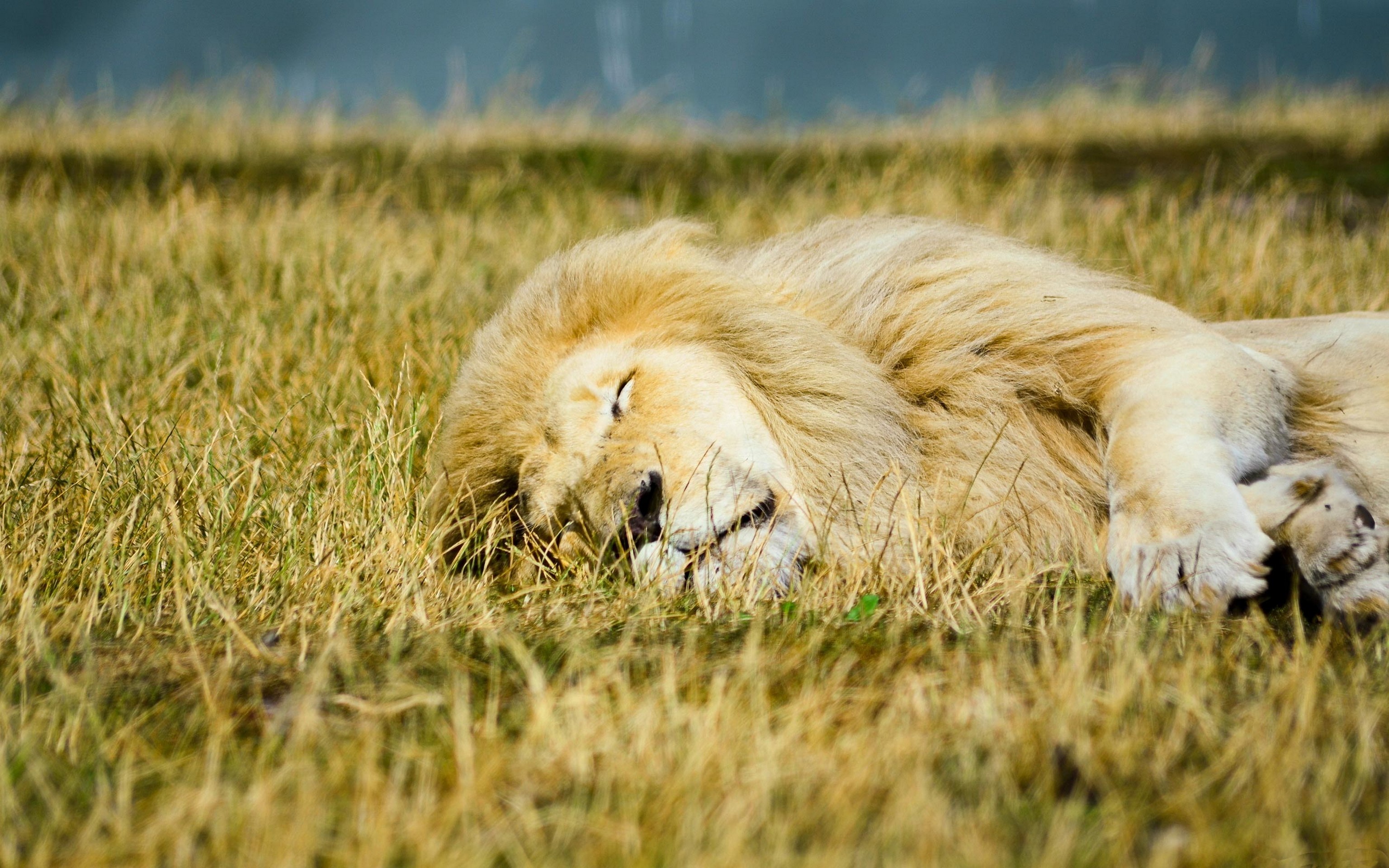 Samsung Galaxy Note 3 - Lion Sleeping In A Jungle - HD Wallpaper 