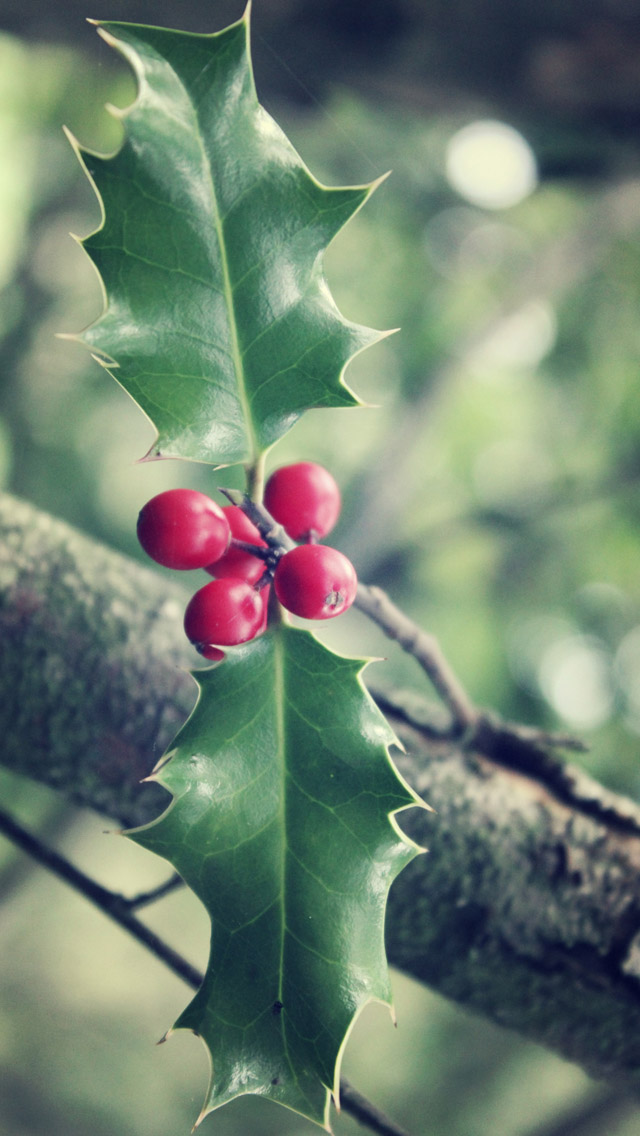 Christmas Holly Wallpaper For Ipad - HD Wallpaper 