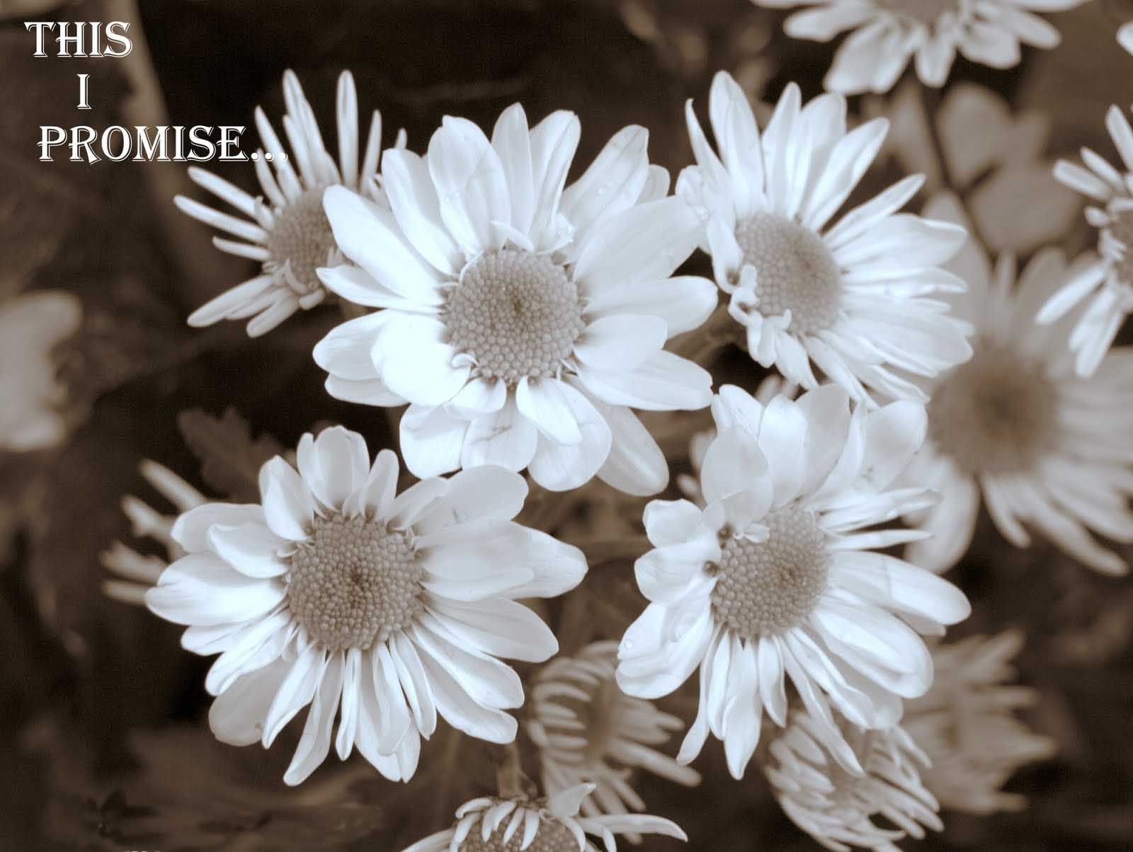 Happy Promise Day Wishes Quotes - HD Wallpaper 