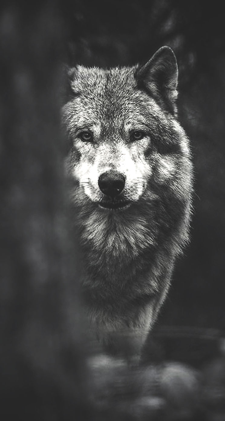 Wolf Desktop Wallpaper - Wolf Wallpaper Iphone - HD Wallpaper 
