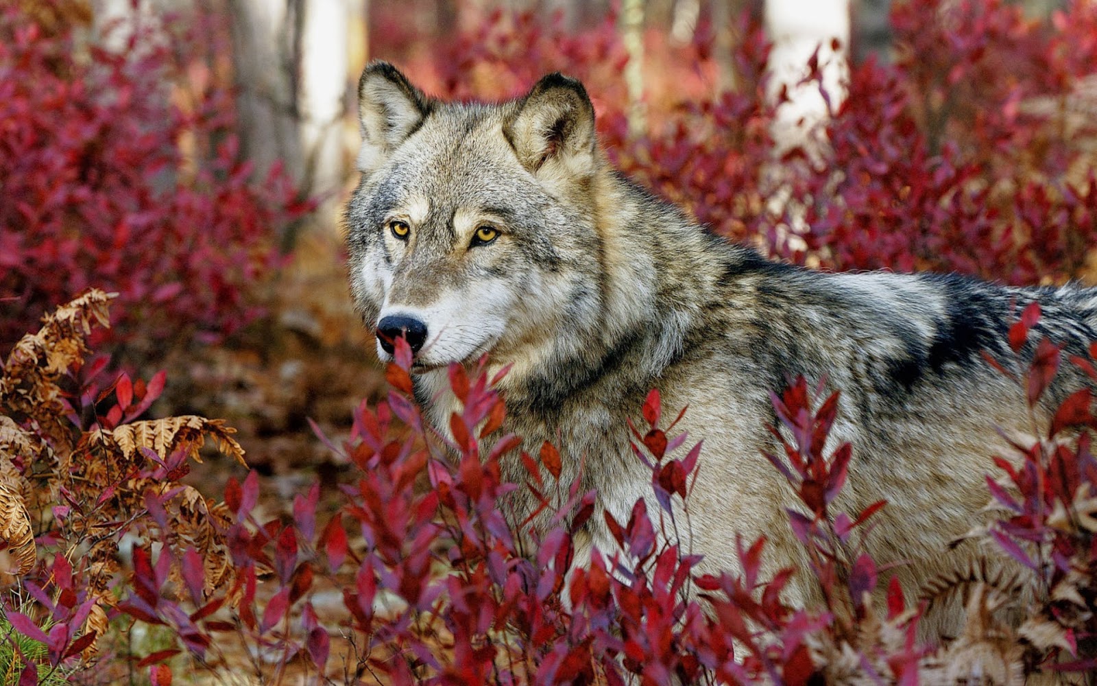 Gray Wolf - Desktop Wolf - HD Wallpaper 
