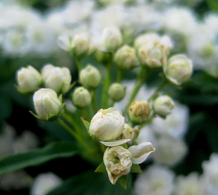Mayflower, Buds, White, Opening, Summer, Shrub, Flowering - Shrub - HD Wallpaper 