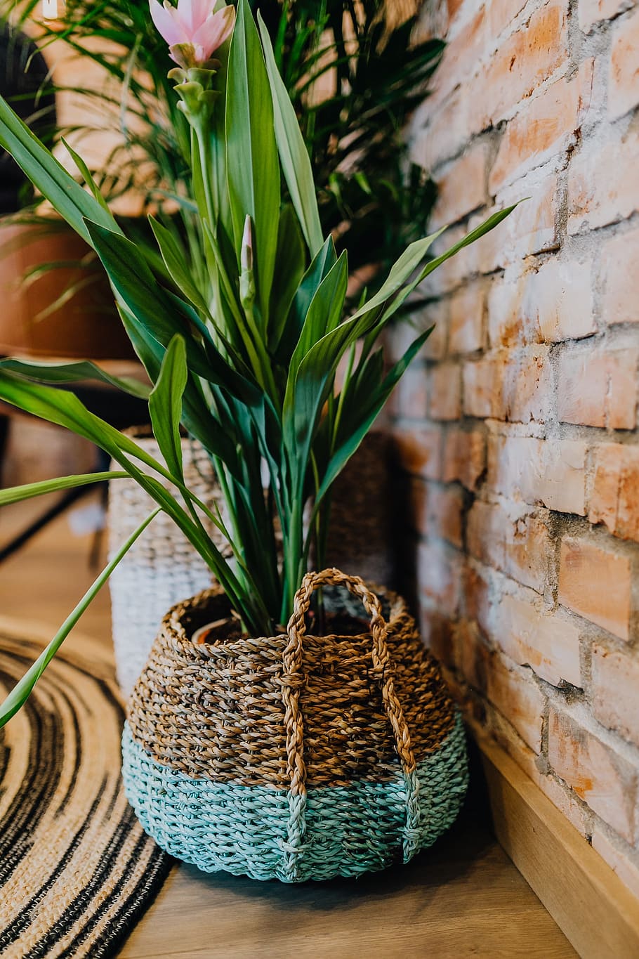 Details Of Modern Interior With Green Plants, Flora, - Kosz Na Rosliny Wiklinowy - HD Wallpaper 