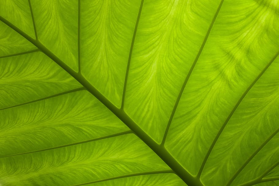Green Leaf, Abstract, Asymmetry, Bright, Close-up, - HD Wallpaper 