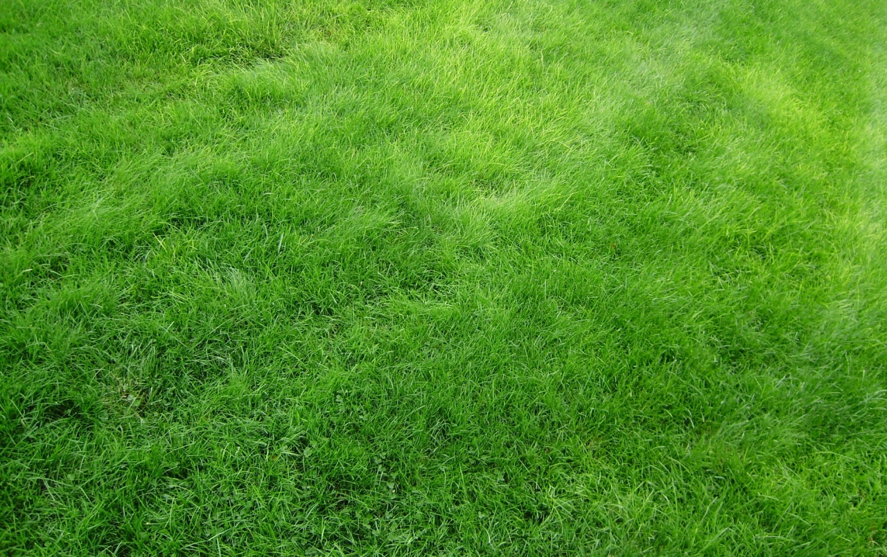 Bright Green Grass Wallpapers - Grass Background Png - 1280x804 Wallpaper -  