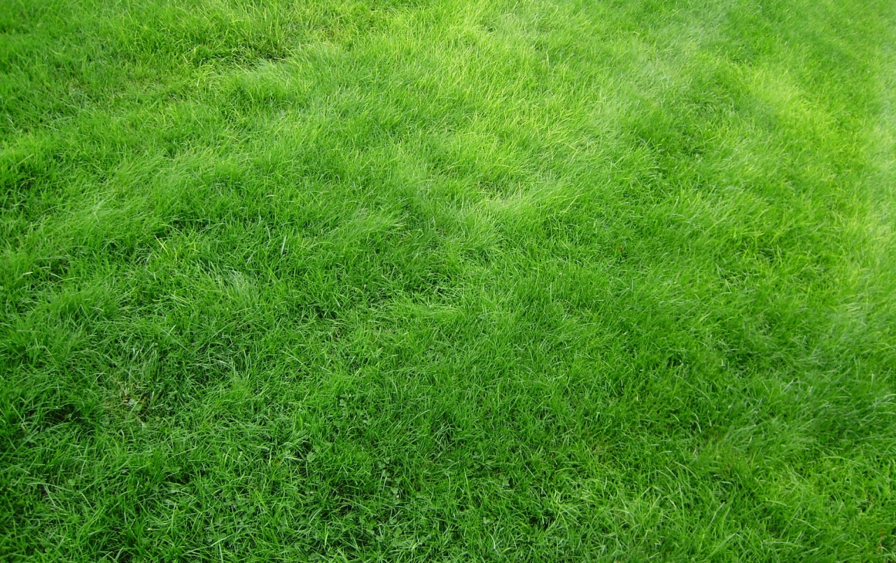 Bright Green Grass Wallpapers - Grass Background Png - HD Wallpaper 