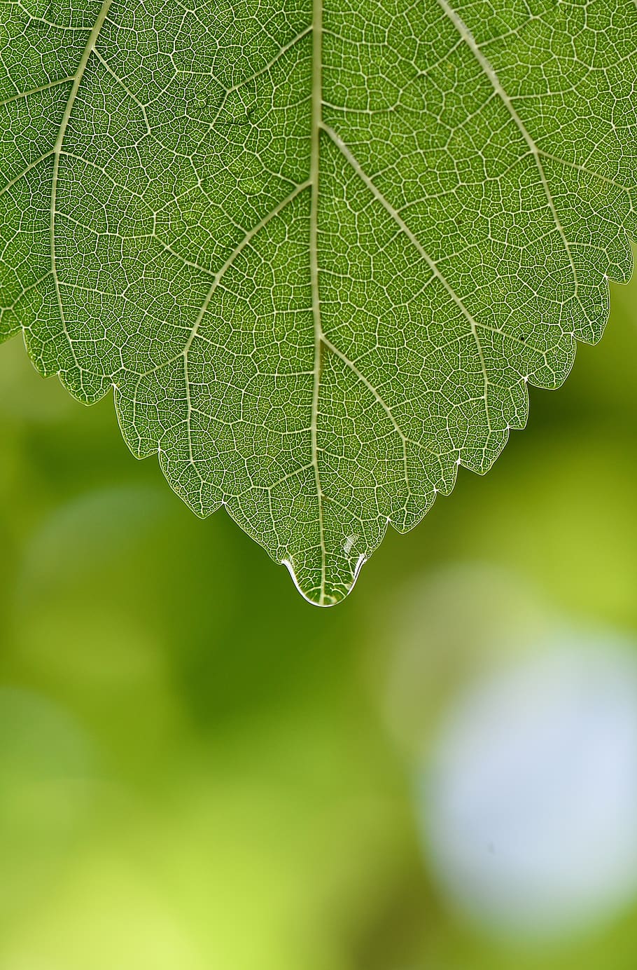 Green, Macro, Wallpaper, Bitki, Soft Ptr, Leaf, Plant - Zielone Darmowe Tapety Na Telefon - HD Wallpaper 