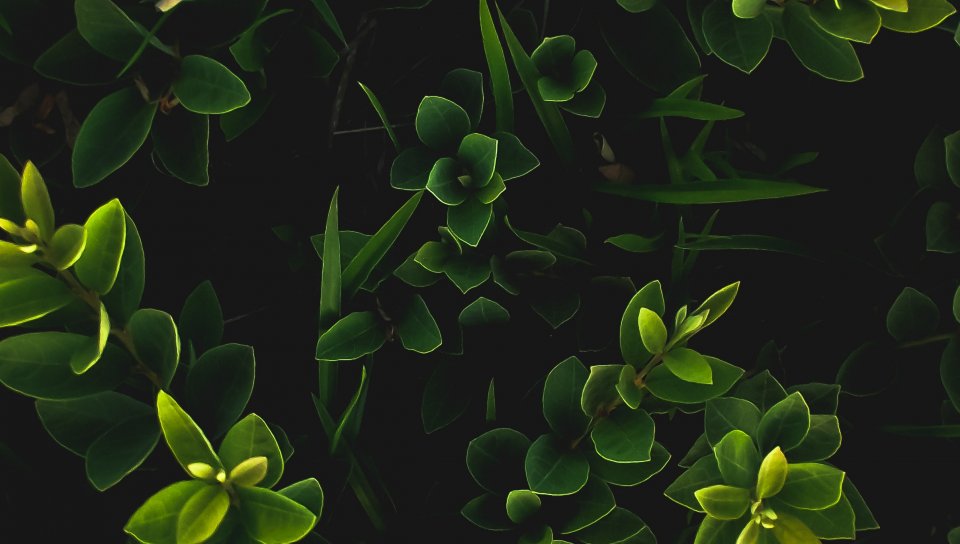 Moringa - HD Wallpaper 
