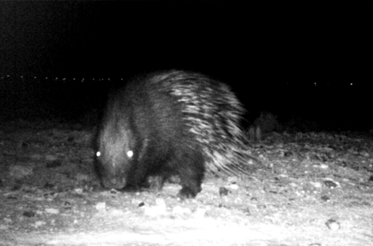 Look 2 Extinct Animals Make A Comeback In Uae - Extinct Animals In Uae - HD Wallpaper 