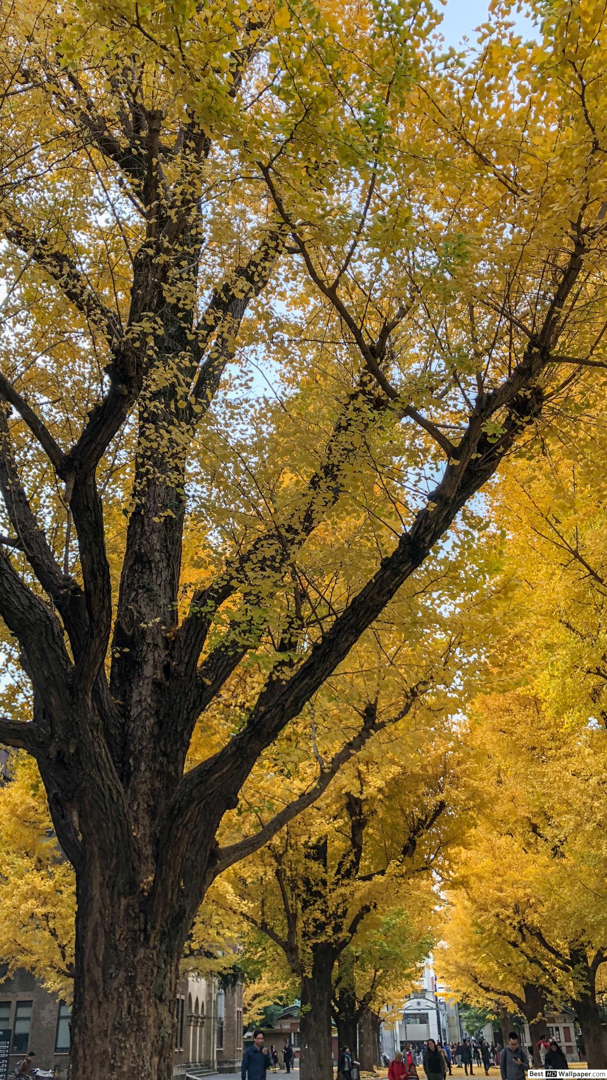 Samsung Galaxy - HD Wallpaper 