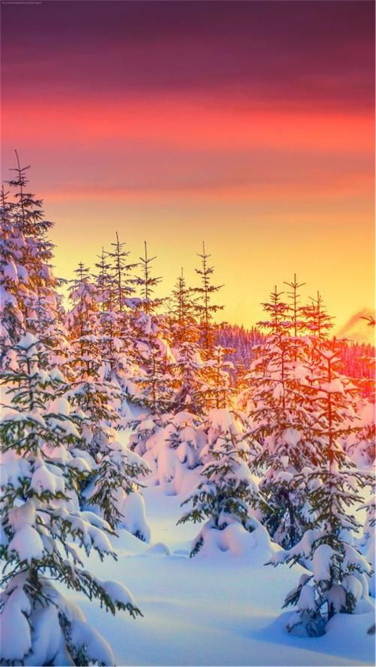 High Quality And Breath Taking Christmas Winter Wallpaper - Hackmatack - HD Wallpaper 