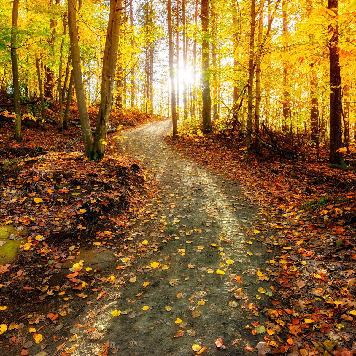 Pink Zebra Sprinkles Amber Vanilla - HD Wallpaper 