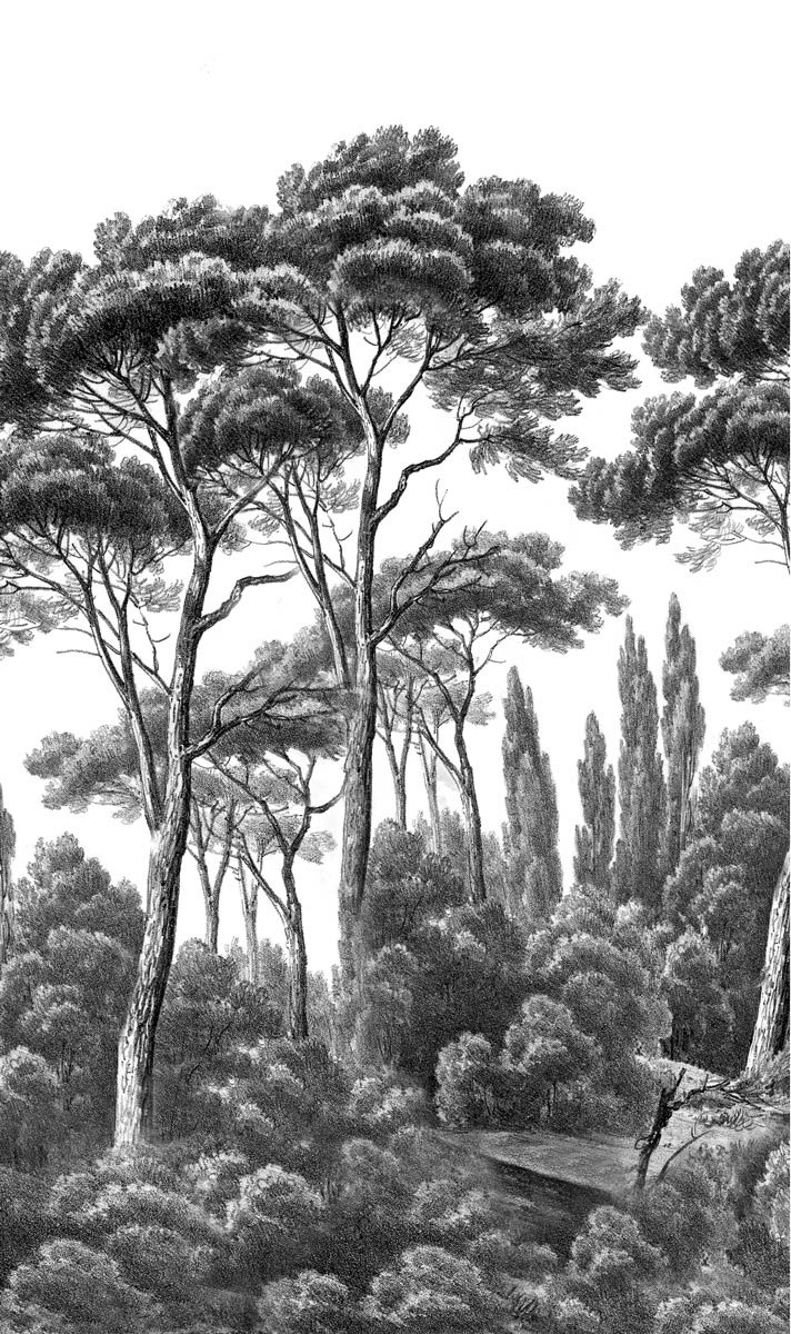 Pins Et Cyprès 1 Panel Ananbô Noir/blanc Module Pins - Papier Peint Pre Et Cyprès Noir Et Blanc - HD Wallpaper 