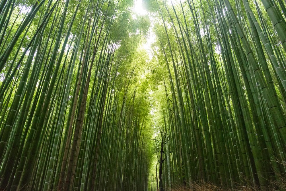 Wall Mural Bamboo, Tree And Vegetation - Chinese Bamboo Tree Motivation - HD Wallpaper 