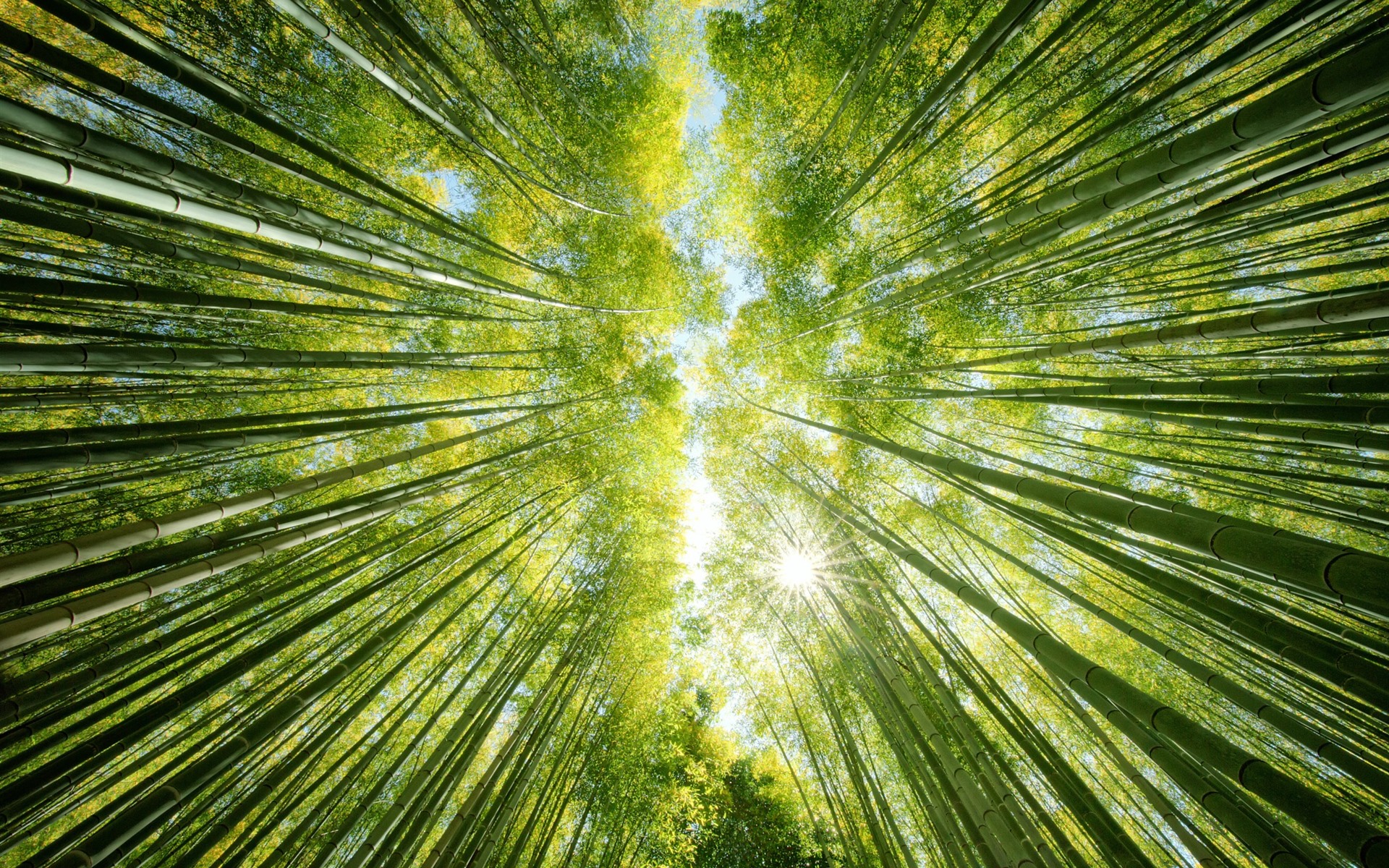 Wallpaper Bamboo Forest, Green, Sun Rays, From Bottom - Bamboo Forest Wallpaper Iphone - HD Wallpaper 