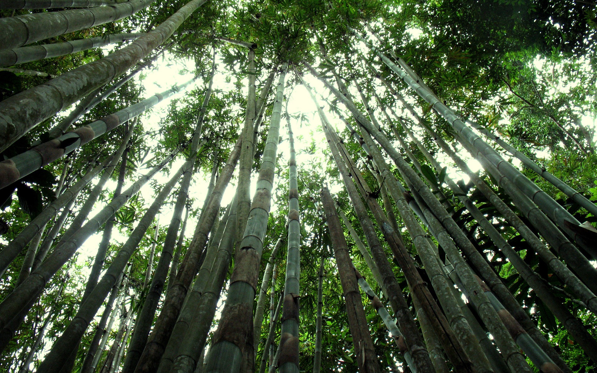 Bamboo Forest - HD Wallpaper 