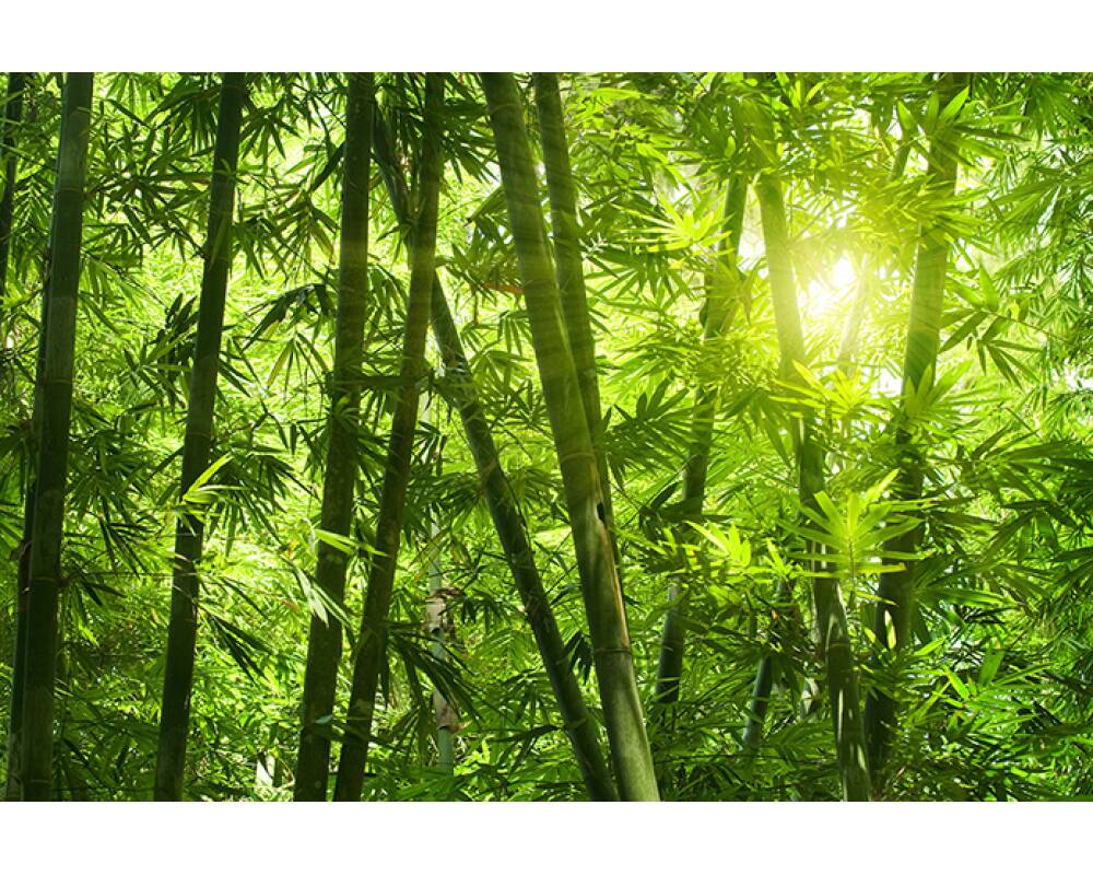 Livingwalls Photo Wallpaper Bamboo Forest M - Bamboo Forest Plants - HD Wallpaper 