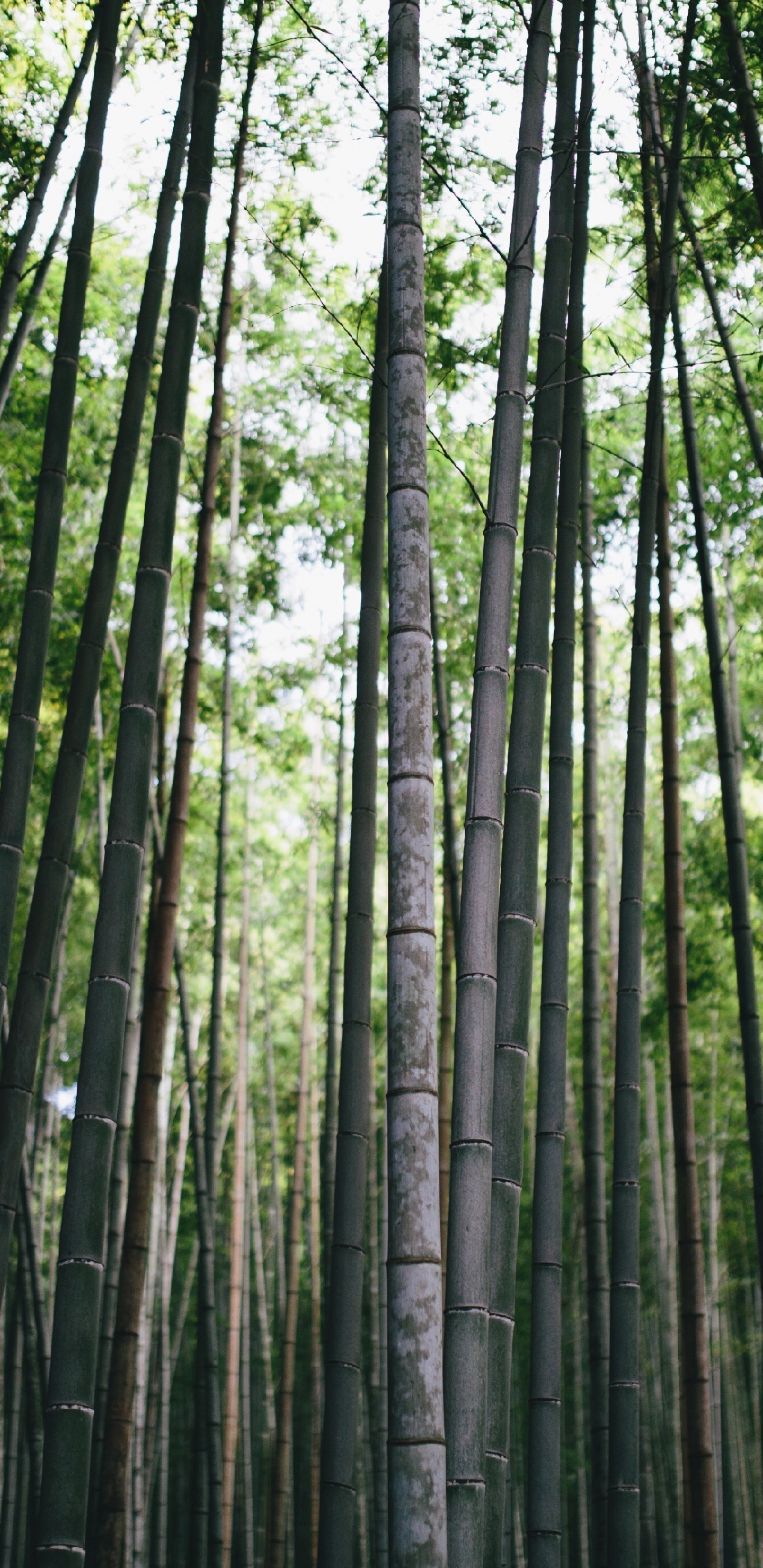 Bamboo, Forest, Trees, Nature, Wallpaper - Bamboo Forest - HD Wallpaper 