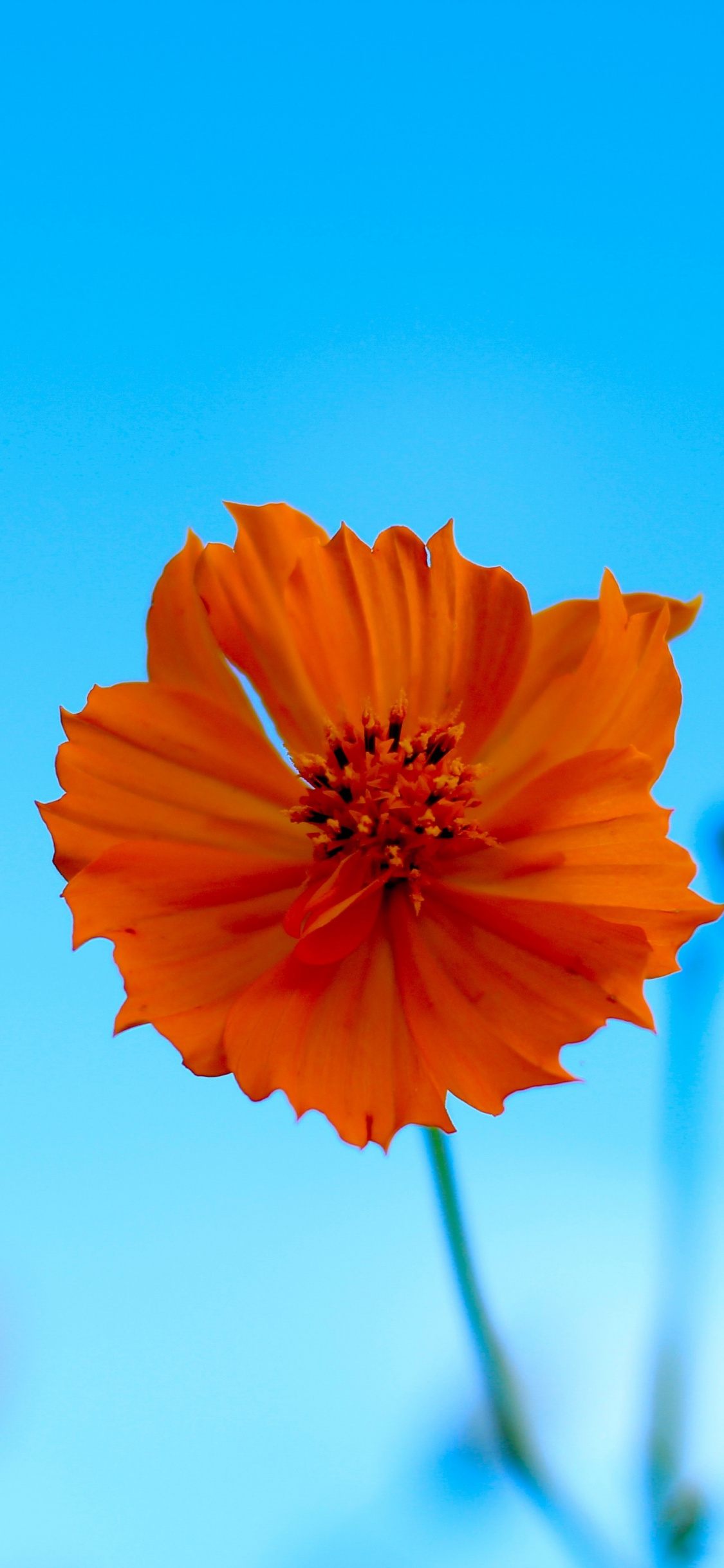 Orange Flower, Blur, Spring, Portrait, Wallpaper - Hd Portrait Wallpaper Spring - HD Wallpaper 