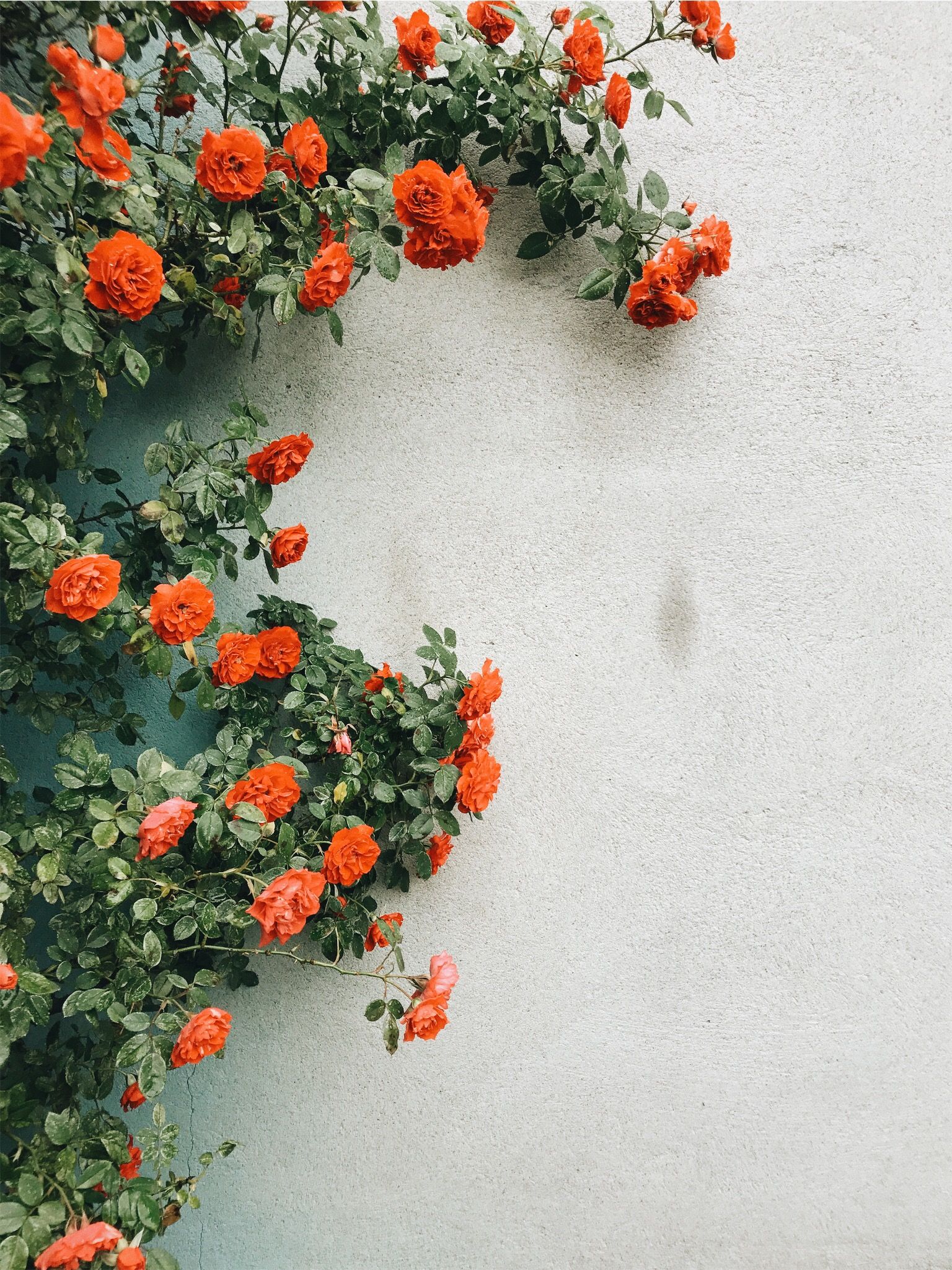Aesthetic Wallpapers Flowers Orange - 1536x2049 Wallpaper Aesthetic Wallpapers Flowers Orange - 1536x2049 Wallpaper