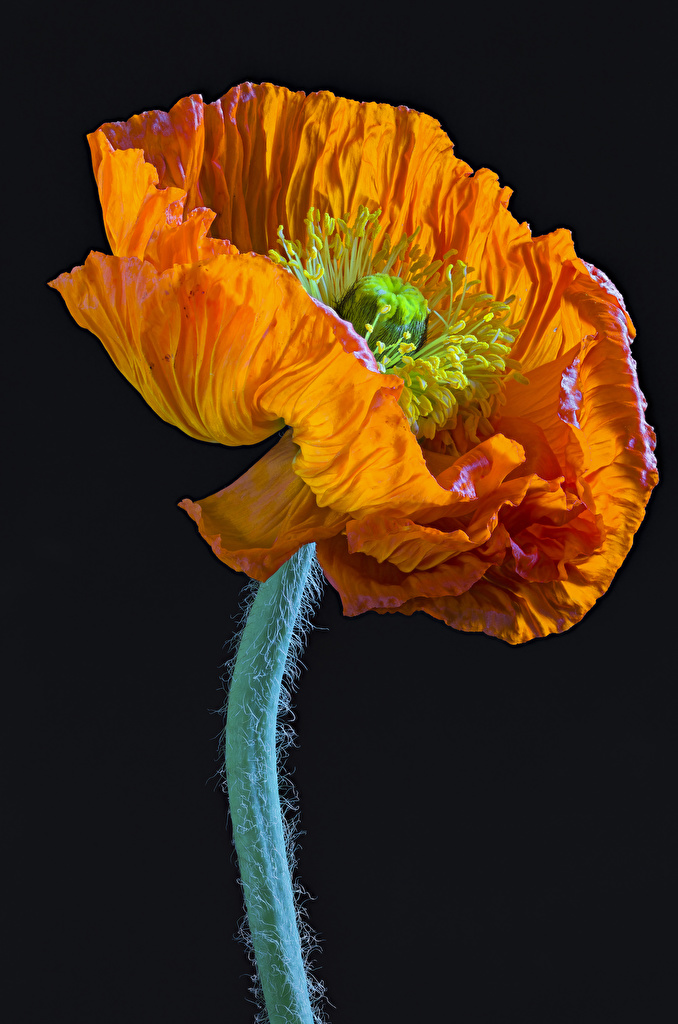 Fondo De Pantalla Naranja Y Negro - HD Wallpaper 