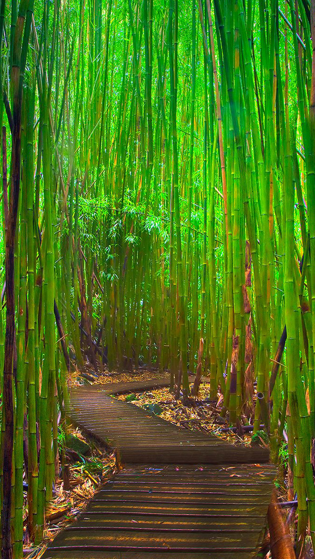 Bamboo Forest Iphone Wallpaper - Bamboo Forest Wallpaper Iphone - HD Wallpaper 