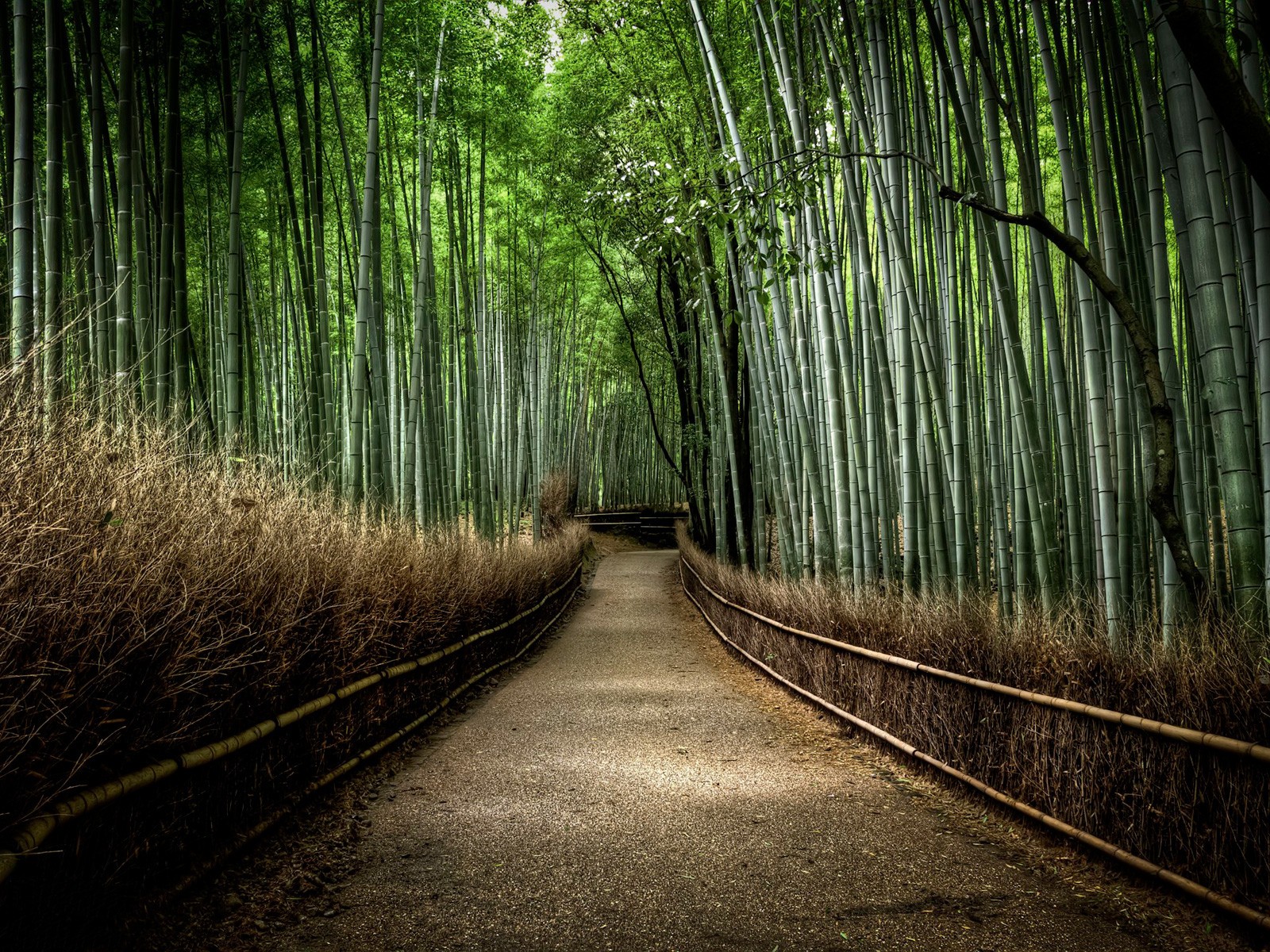 Bamboo Place In Japan - HD Wallpaper 