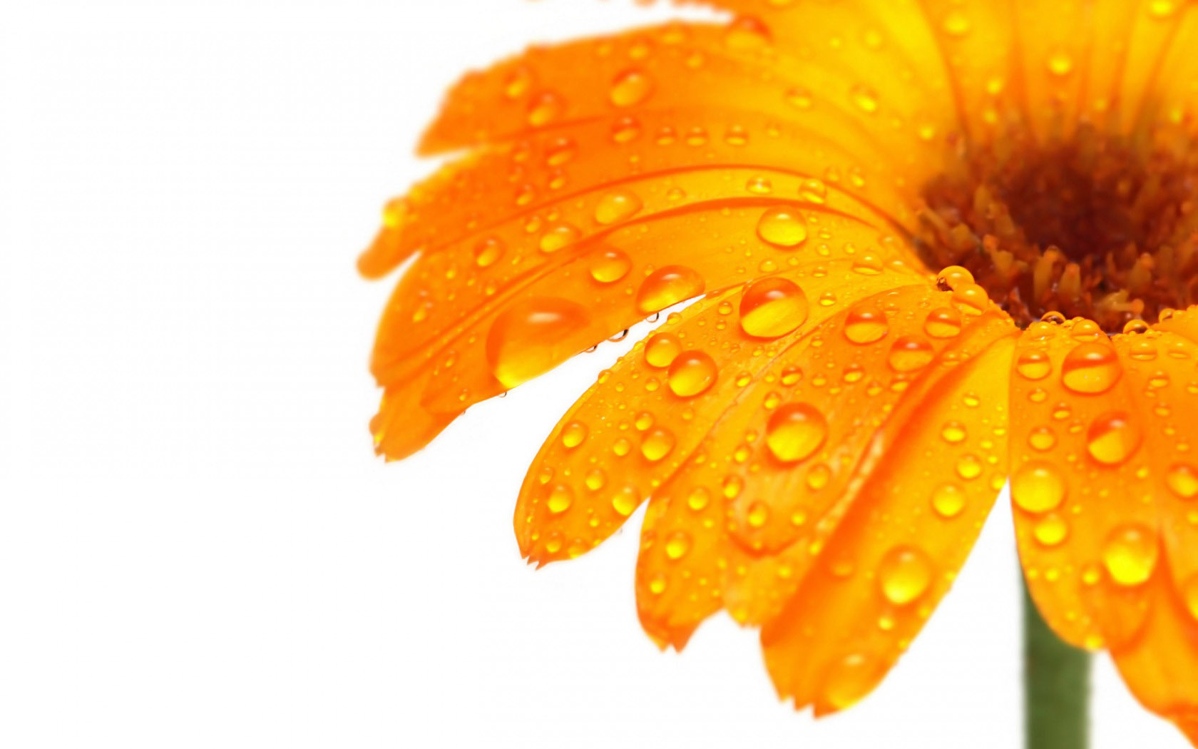 Orange Flowers - HD Wallpaper 