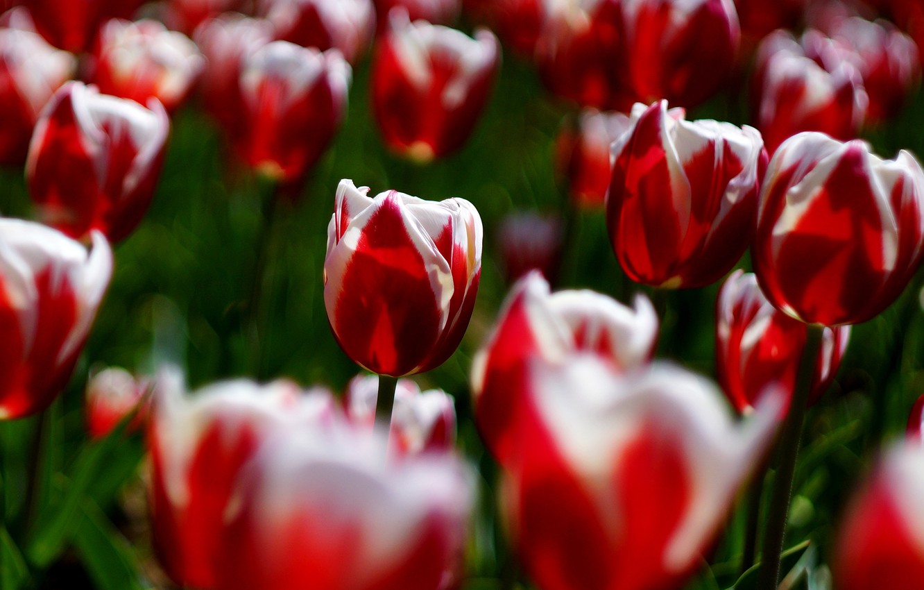 Photo Wallpaper Light, Flowers, Glade, Bright, Spring, - Sprenger's Tulip - HD Wallpaper 