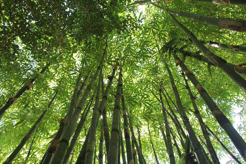 Bamboo Forest Hawaii Nature Green - Amazon Rainforest Bamboo Trees - HD Wallpaper 