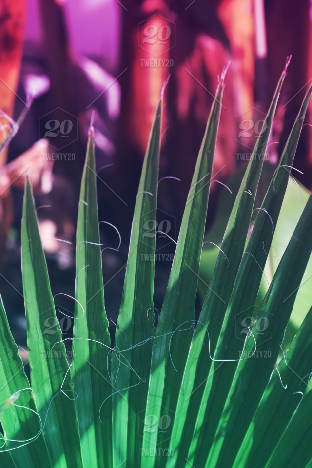 Grass - HD Wallpaper 