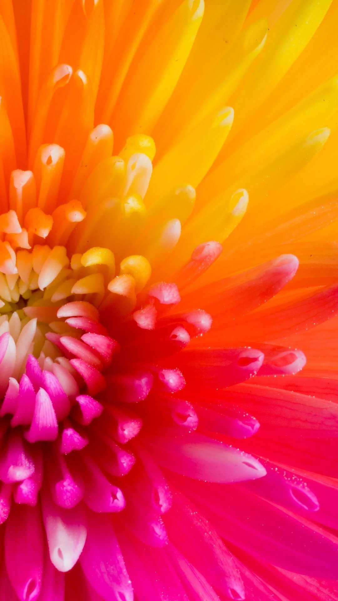 Best Flowers Wallpapers Hd - 1080x1920 Wallpaper Best Flowers Wallpapers Hd - 1080x1920 Wallpaper