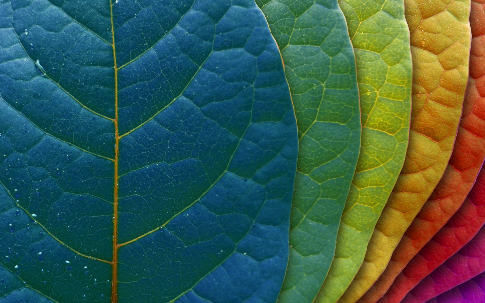 Colour Leaves - HD Wallpaper 